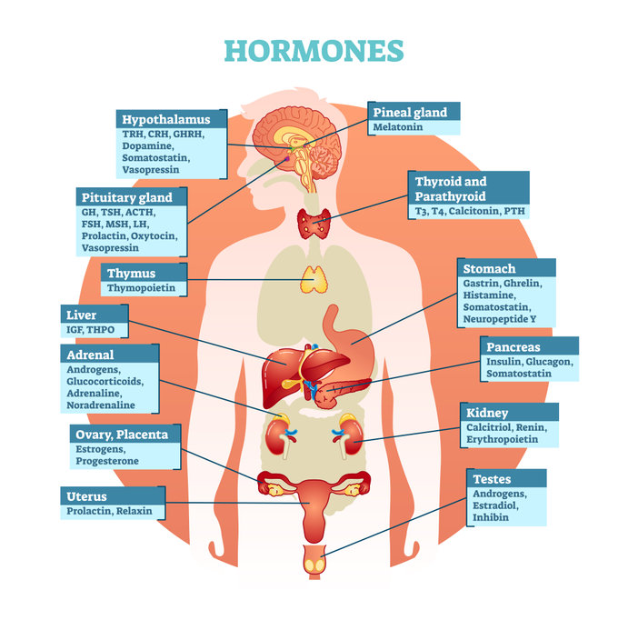 Die faszinierende Welt der Hormonen: Ein Blick in die chemischen Botenstoffe unseres Körpers